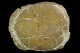 Fossil Tortoise (Testudo) - South Dakota #129249-1
